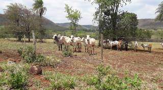Na beira da cerca, o gado observa a passagem dos trilheiros em Furnas do Dionísio; nada mais rural (Foto: Leandro Verruch/Arquivo pessoal)