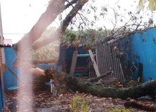 Árvore derrubou muro de escola infantil no Jardim Água Boa (Foto: Direto das Ruas)