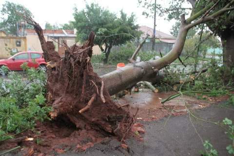 Chuva e vendaval derrubam árvore com raiz e tudo no Universitário