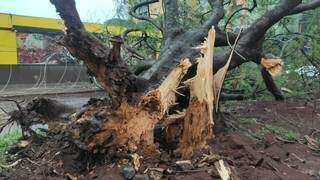 Árvore derrubada por vento durante temporal ontem em Dourados (Foto: Direto das Ruas)
