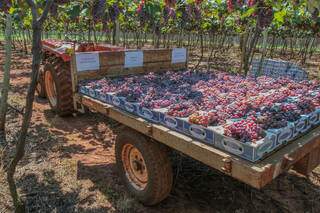 As uvas são colhidas na hora e vendidas em caixas com 2 kg da fruta (Foto: Marcos Maluf)
