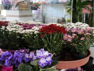 Os duradouros crisântemos expostos em floricultura de Campo Grande são as flores mais procuradas neste Dia de Finados. (Foto: Campo Grande News/Arquivo)