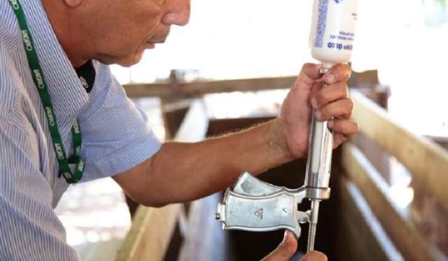 Campanha de vacina&ccedil;&atilde;o contra aftosa come&ccedil;a no domingo