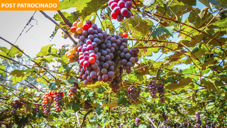 As uvas são da variedade niágara rosada (Foto: Marcos Maluf)