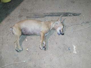 Cachorro foi morto a pauladas nesta quinta-feira (29), em Anastácio. (Foto: Divulgação/PMA)
