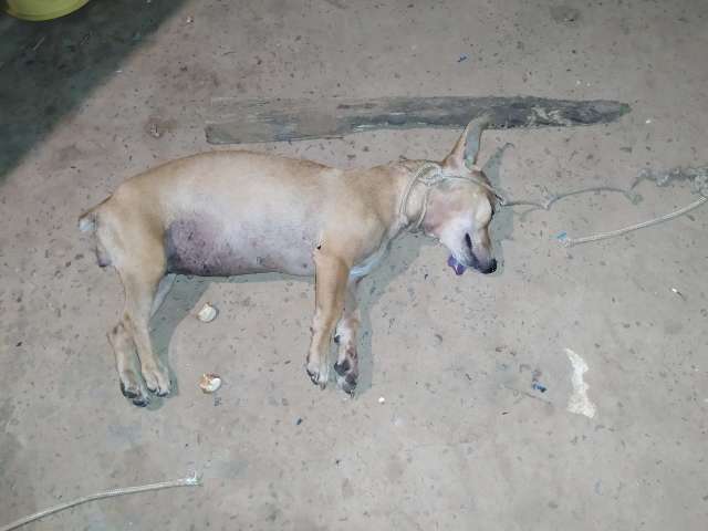 Homem &eacute; preso e multado em R$ 3 mil por matar cachorro a pauladas