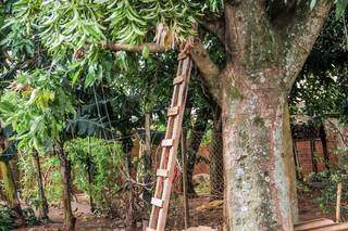 Escada utilizada por Gilberto para subir em árvore continua no mesmo local. (Foto: Silas Lima)