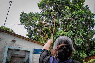 Aparecida Vieira Reginaldo mostra árvore de que Reginaldo caiu nesta quinta-feira (29). (Foto: Silas Lima)