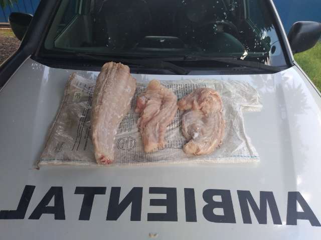 Trabalhador rural &eacute; detido ap&oacute;s ser flagrado transportando carne de jacar&eacute; 