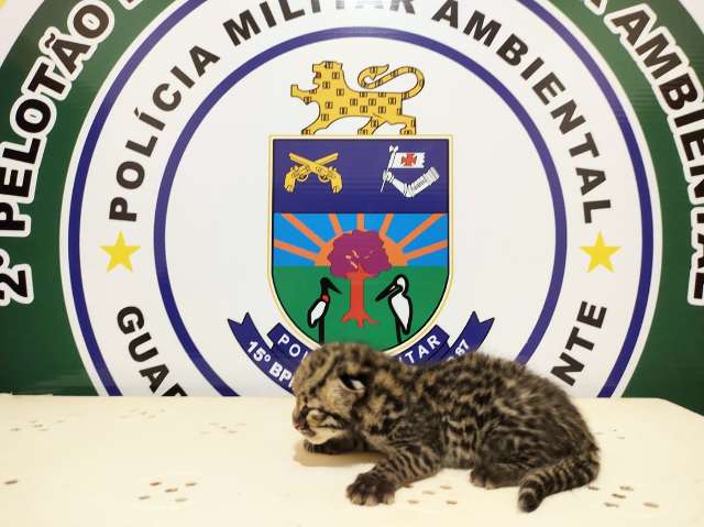 Mulher encontra filhote de jaguatirica sozinho &agrave; margem de estrada