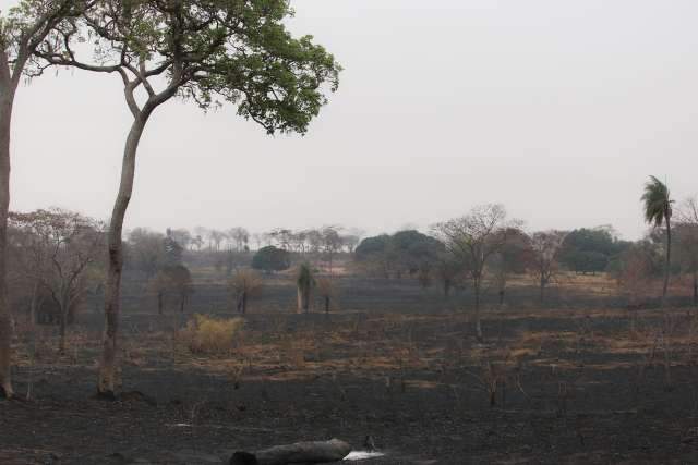 Pantanal e Amaz&ocirc;nia registram recorde de queimadas em outubro