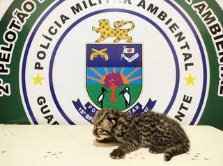 Mulher encontra filhote de jaguatirica sozinho &agrave; margem de estrada