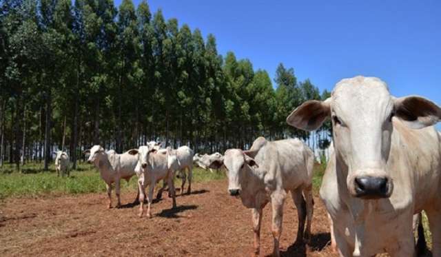 Em ano de queimada recorde, MS expande agricultura de baixo carbono