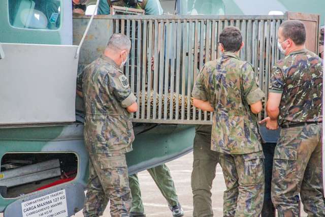 On&ccedil;as-pintadas s&atilde;o trazidas de avi&atilde;o a Campo Grande, ap&oacute;s resgate no Pantanal