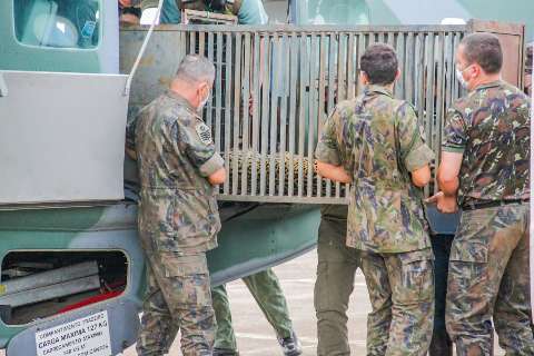 Onças-pintadas são trazidas de avião a Campo Grande, após resgate no Pantanal