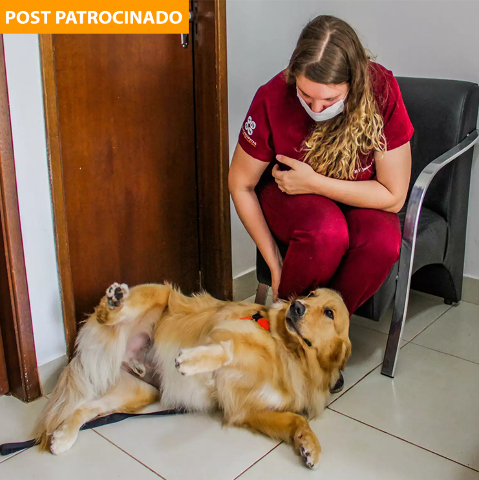 Castração é a melhor prevenção de câncer no Novembro Azul dos pets