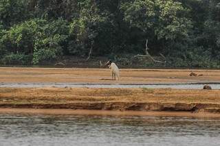 Tuiuiú em assoreamento do Rio Taquari (Foto: Silas Lima)
