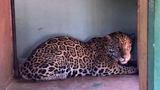 On&ccedil;a resgatada com queimaduras no Pantanal acorda, mas segue em observa&ccedil;&atilde;o