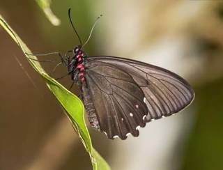 A borboleta Parides burchellanus, uma das espécies ameaçadas no Cerrado (Foto: Reprodução/Instituto Terra Brasilis)