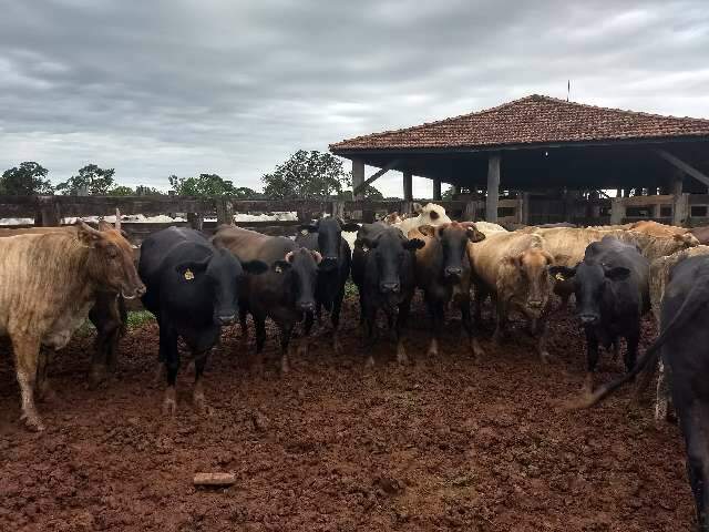 &quot;Agropecu&aacute;ria Digital&quot; &eacute; desafio da Embrapa para os pr&oacute;ximos anos em MS