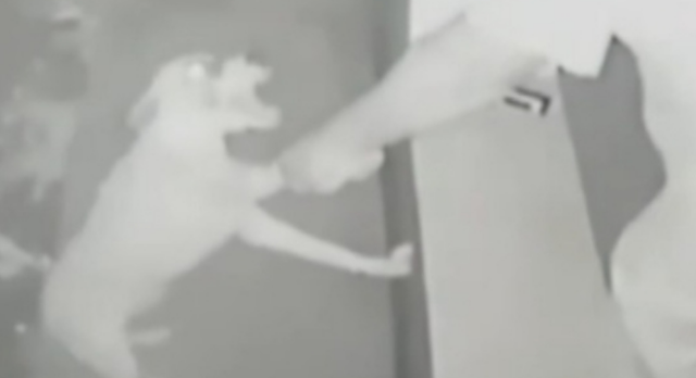 Homem que espancou e atirou em cachorro &eacute; preso ao agredir outro animal 