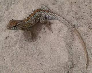 Nativo no Cerrado, o lagarto Bachia psamophila está &#34;criticamente em perigo&#34; (Foto: Reprodução/ICMBio)