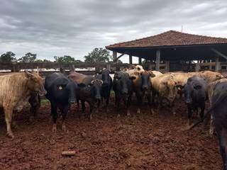 &quot;Agropecu&aacute;ria Digital&quot; &eacute; desafio da Embrapa para os pr&oacute;ximos anos em MS