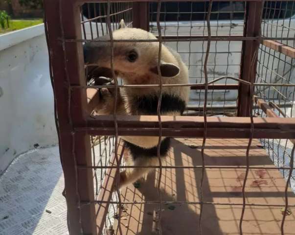 Ferido, tamandu&aacute;-mirim &eacute; resgatado &quot;passeando&quot; pela cidade