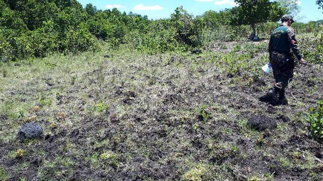 Pecuarista &eacute; multado por deixar gado degradar &aacute;rea de preserva&ccedil;&atilde;o ambiental