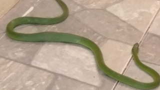 Cobra-verde aparece em agência de turismo e dá “baile” em policiais Cobra-verde aparece em agência de turismo e dá “baile” em policiais
