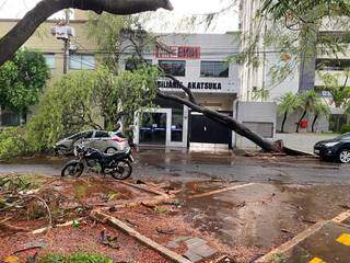 Árvore caiu sobre HB20 na Rua Firmino Vieira de Matos (Direto das Ruas)