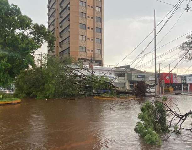 Vendaval derruba &aacute;rvores e deixa estragos no Centro de Dourados