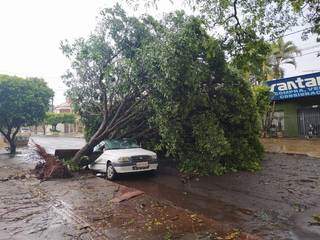 Árvore caída sobre Fiat Uno durante temporal hoje em Dourados (Foto: Dourados Agora)