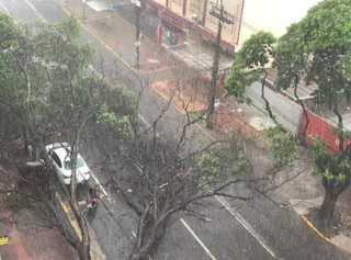 Árvore que caiu e interditou Rua 26 de Agosto (Foto: direto das Ruas)