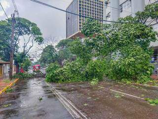 No Centro, duas árvores foram ao chão depois do vento do temporal desta segunda-feira. (Foto: Silas Lima)