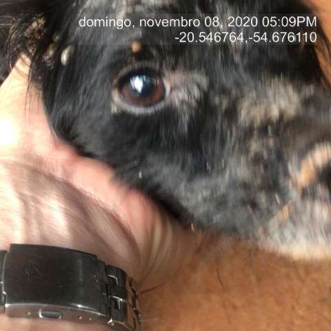 Cuidador deixa c&atilde;es sem comida e &aacute;gua por 1 semana e vizinhos chamam pol&iacute;cia