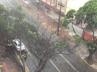 Árvore caiu e interditou a Rua 26 de Agosto (Foto: Direto das Ruas)