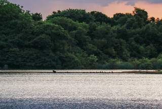 Lago do Amor com suas capivaras  (Foto: Henrique Kawaminami) 