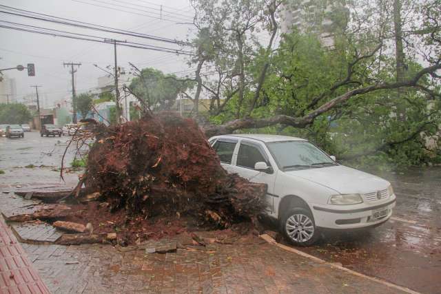 Chuva j&aacute; derrubou pelo menos oito &aacute;rvores na Capital 