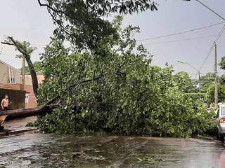 Árvore caída durante temporal ontem em Dourados (Foto: Direto das Ruas)