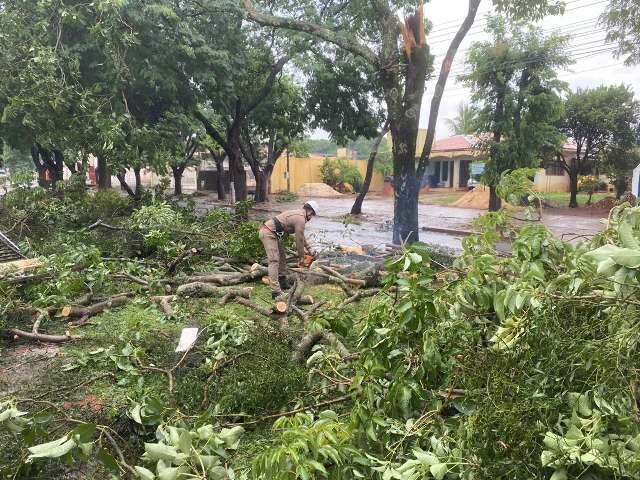 Temporal derrubou 47 &aacute;rvores e remo&ccedil;&atilde;o s&oacute; termina nesta ter&ccedil;a-feira