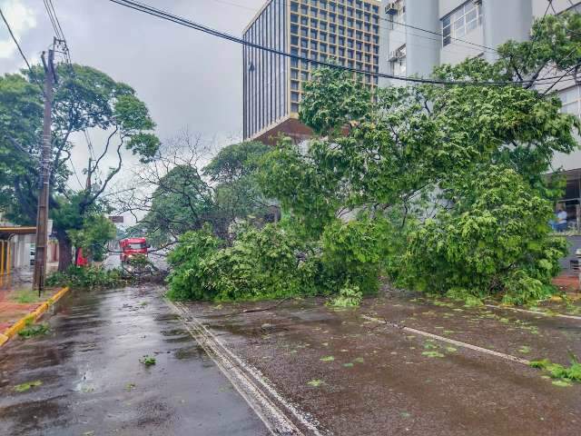 &Aacute;rvore ca&iacute;da na 26 de Agosto bloqueia rua e prende moradores em pr&eacute;dio