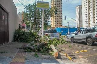 Do Centro aos bairros: equipes removem 30 &aacute;rvores que ca&iacute;ram no temporal