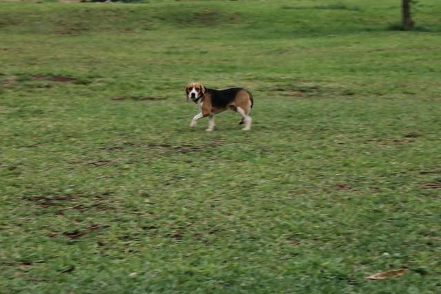 Espingarda, eletr&ocirc;nicos e at&eacute; cachorro s&atilde;o furtados na Vila Carlota