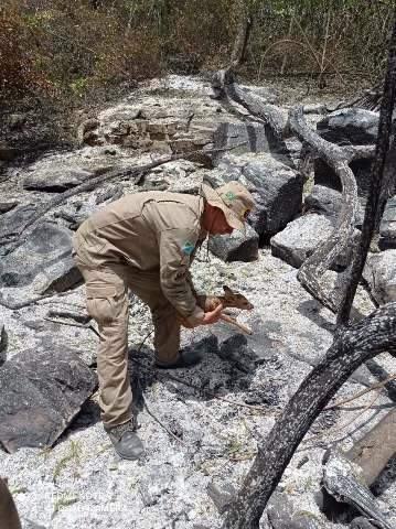 Filhote de veado &eacute; resgatado em &aacute;rea atingida pelo fogo na Serra do Amolar