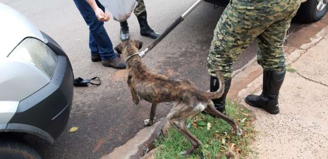 Cachorro &ldquo;s&oacute; pele e osso&rdquo; e cadelas s&atilde;o resgatados no Vida Nova
