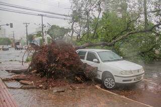 Do Centro aos bairros: equipes removem 30 &aacute;rvores que ca&iacute;ram no temporal