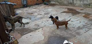 Cachorro e duas cadelas estavam sem comida e foram resgatados (Foto: Polícia Civil/Divulgação)