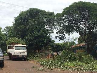 Equipe da prefeitura remove árvore que caiu na Rua Antonio Emílio de Figueiredo (Foto: Helio de Freitas)