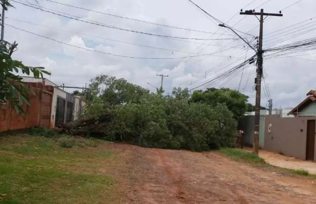 Queda de &aacute;rvore deixa moradores presos em rua sem sa&iacute;da e sem energia